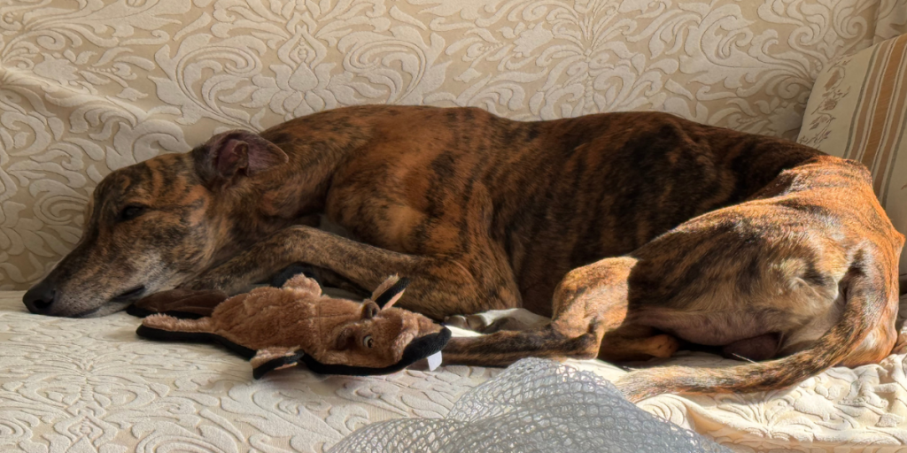 Lily et Stormy De Madagascar à San Diego USA2