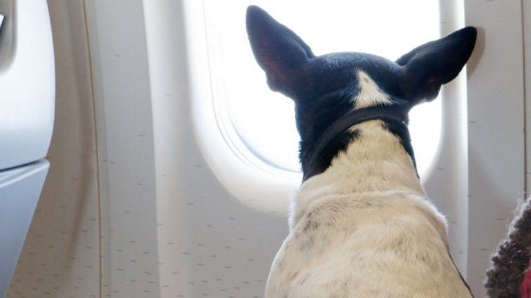 During the flight, is my pet accompanied by a person