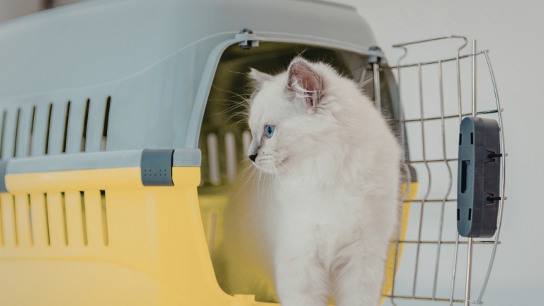 How is quarantine for a dog or a cat
