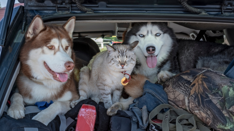 How many pets on same flight