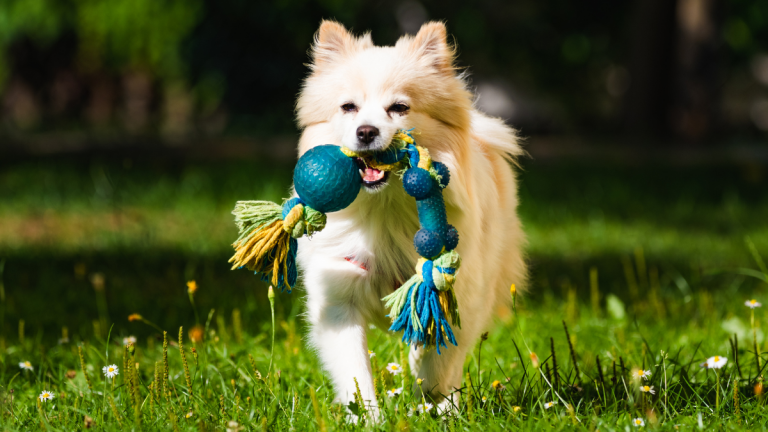 Items (leashes, toys, etc.) to send with my pet