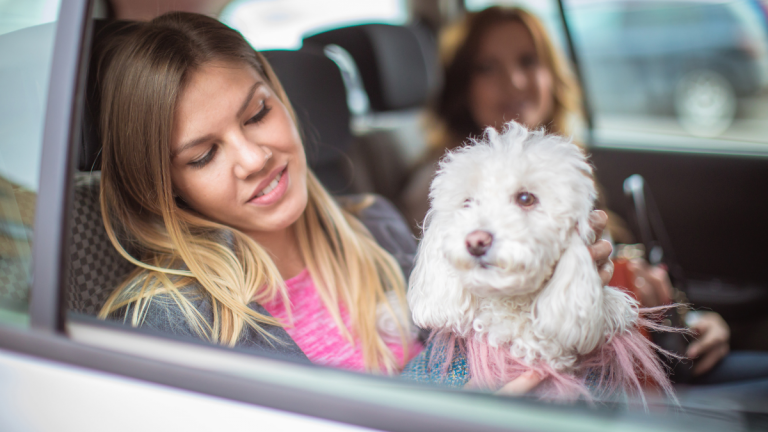 Pet transportation to the airport_Taxi animal