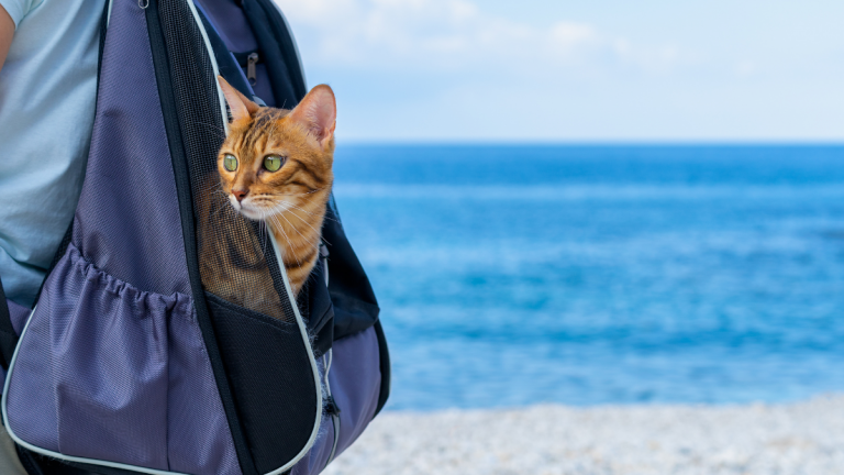 Que se passe-t-il une fois que nous vous avons déposé notre animal