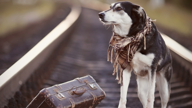 The breeds of dogs, breeds of cats, and animals traveling by freight