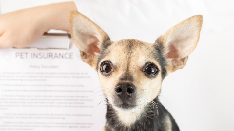 When to start procedures to get my pet to fly