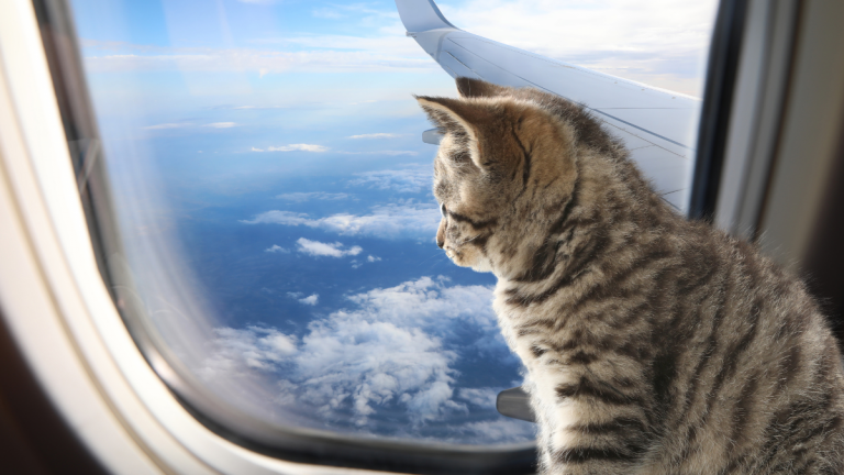 Which airlines to fly my pet