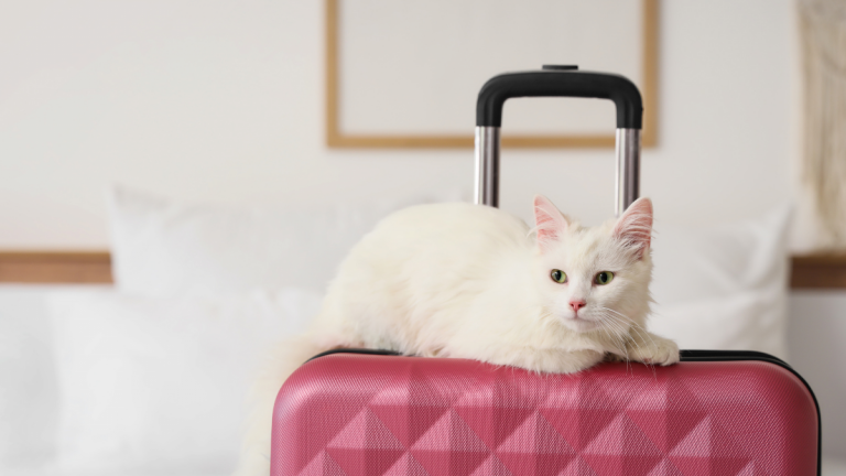 Will my pet travel on a specialized animal transport plane