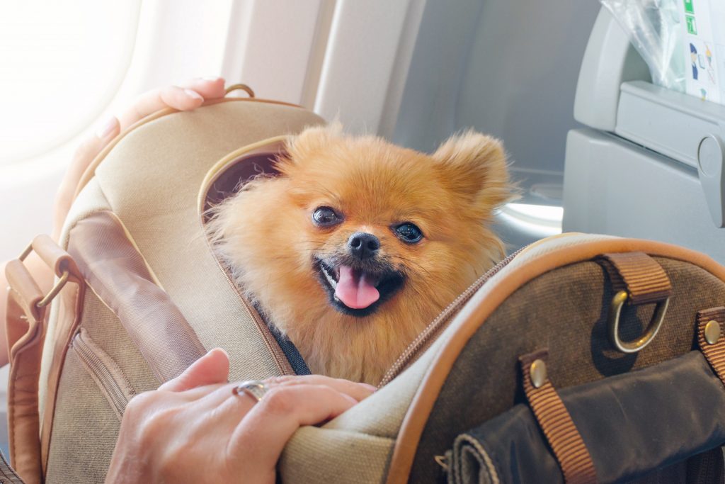 travelling with pets on plane