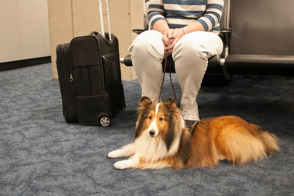flying with a dog