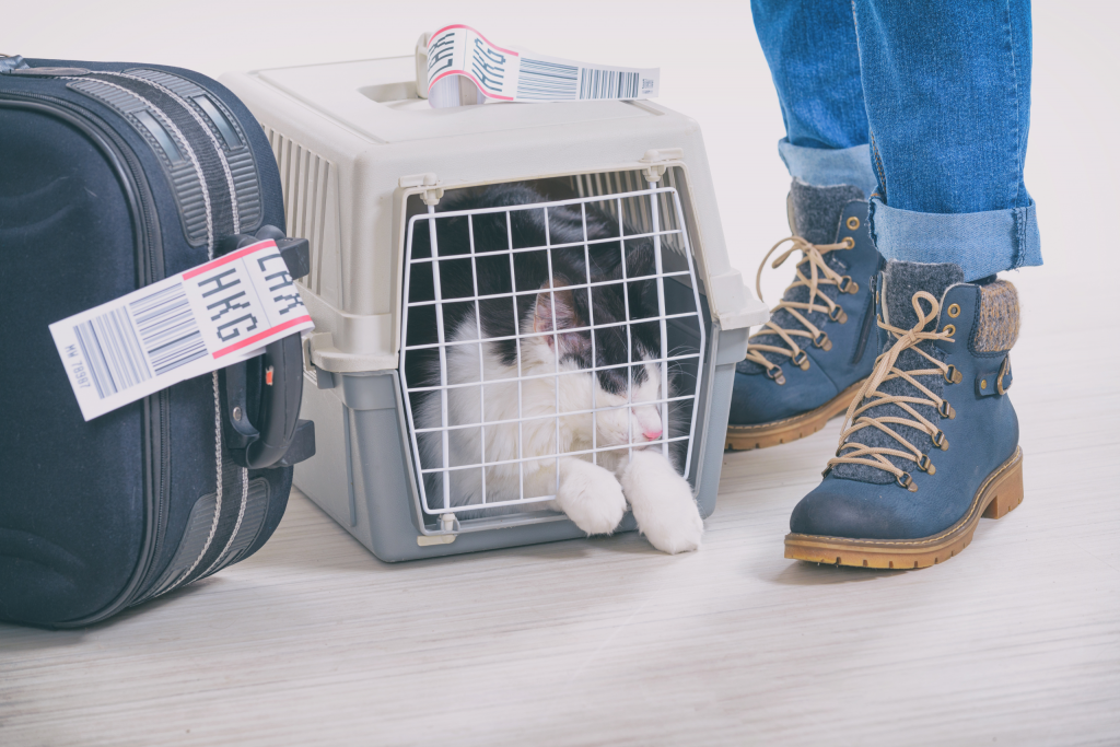 turkish airlines pet policy