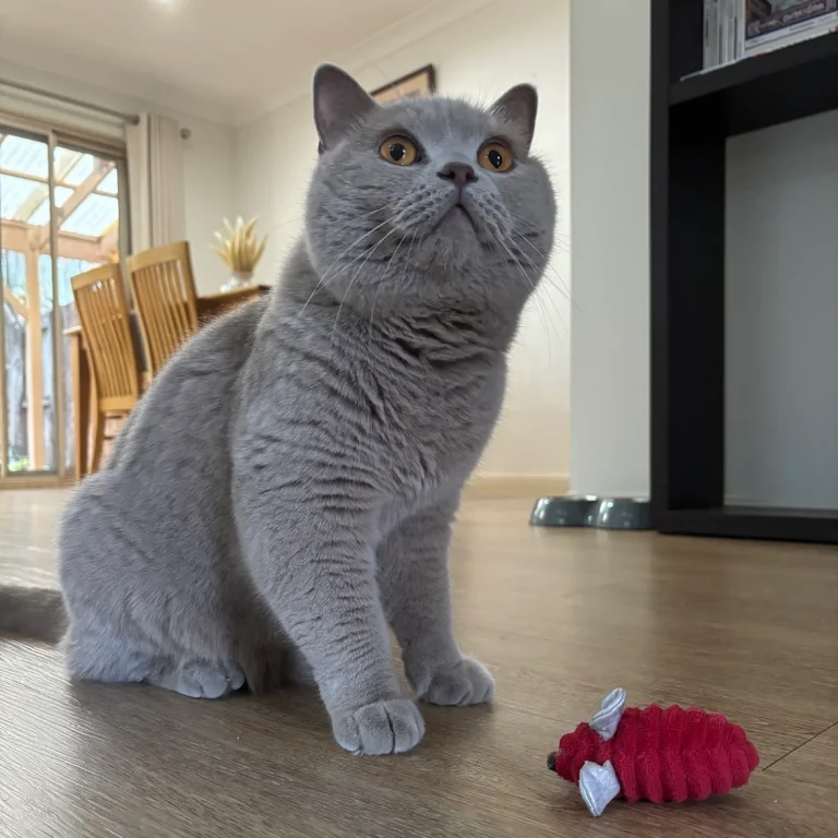 Transport chat British Shorthair France - Australie