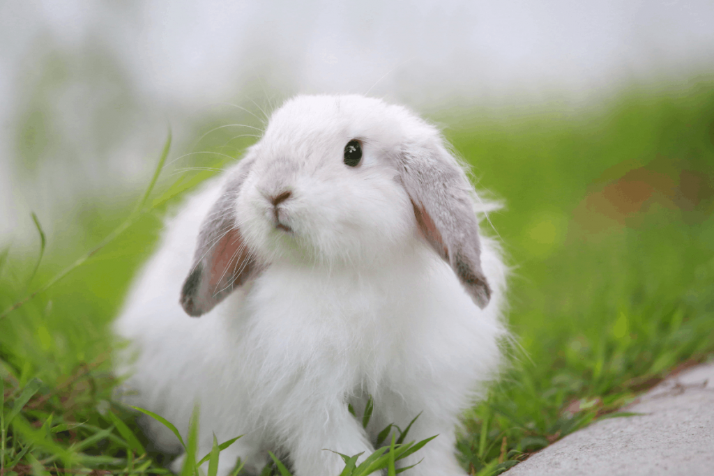 flying with a rabbit