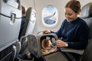 flying with guinea pigs