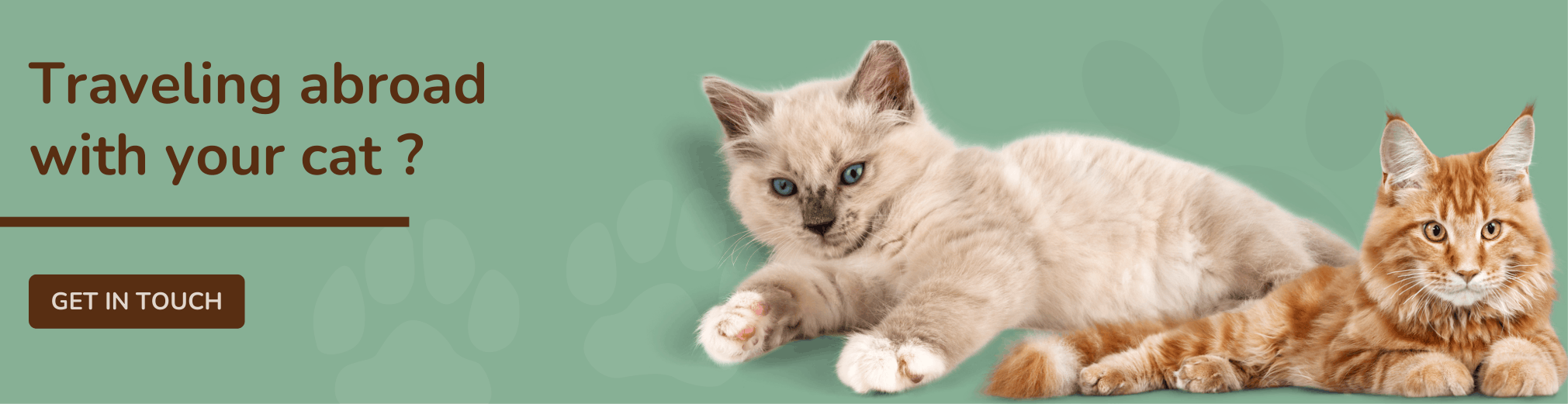 Travel abroad with your cat