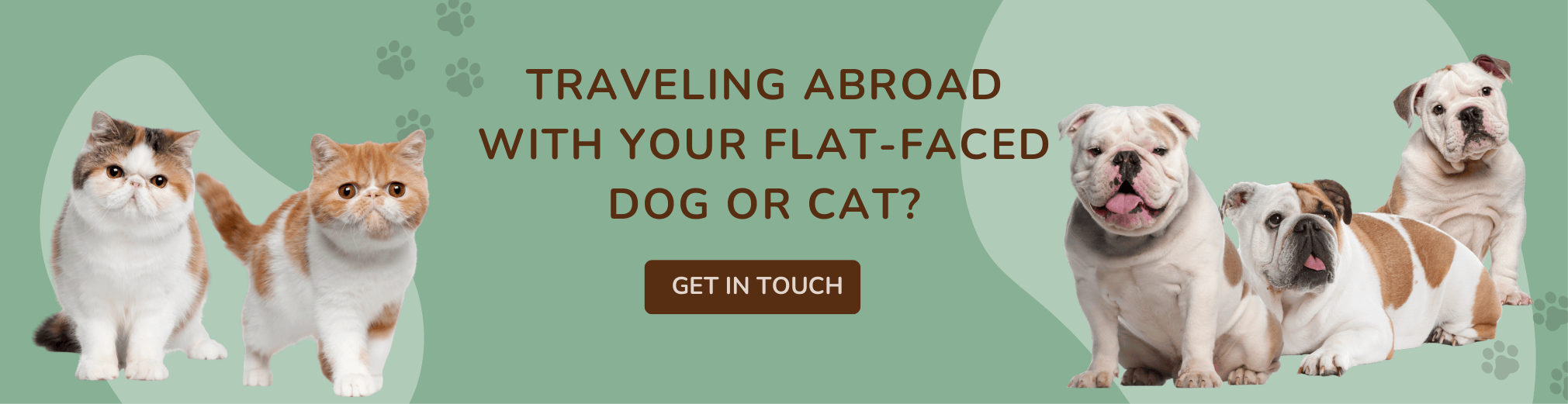 Travel abroad with your flat faced dog or cat