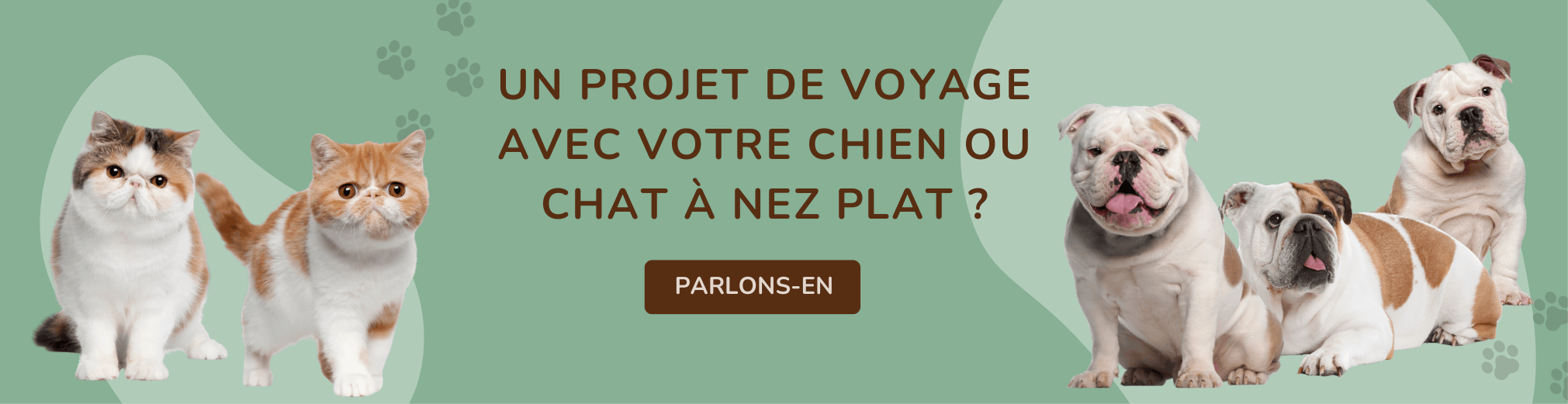 voyager avec votre chien ou chat a nez plat