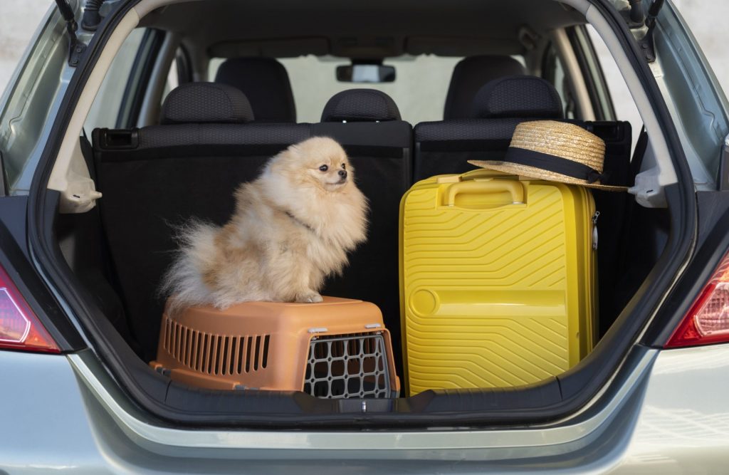 transport international d'animaux par avion international pet transport by plane