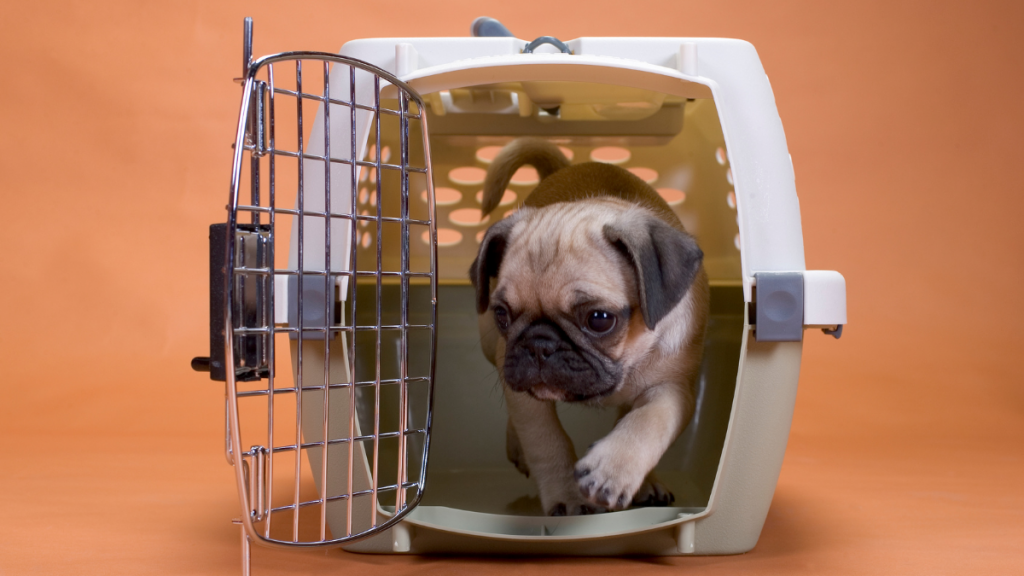 pet relocation agency